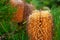 Close up of Banksia flower