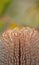 Close up of a Banksia serrata flower