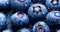 Close up banner concept with berry. Fresh blueberries with water drops. Summer vitamin wallpaper