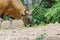 Close up of Banteng (Bos javanicus)