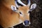 Close up of Banteng Bos javanicus looking at camera