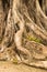 Close-up of a Banyan interlaced roots in garden