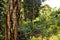 Close up of a Banyan tree with the jungle in the background. La Digue Island, Seychelles