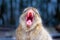 Close-up of a Barbary macaque Macaca sylvanus screaming