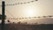 Close-up of barbed wire and trees silhouettes.