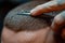 Close-up of a barber\\\'s skilled hands crafting a perfect hairstyle