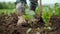 Close up of barefoot farmer tending beet sprouts on plowed ground with hoe in close up video