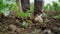 Close up of barefoot farmer tending to newly planted beet sprouts in plowed field with hoe