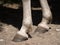 Close up of barefoot white andalusian horse.