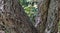 Close-up of bark cork oak tree Quercus suber in Aivazovsky landscape park Park Paradise in Partenit