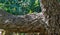 Close-up of bark cork oak tree Quercus suber in Aivazovsky landscape park Park Paradise in Partenit