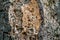 Close-up of bark cork oak tree Quercus suber in Massandra landscape park in Crimea. Rich colorful texture