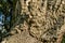 Close-up of bark cork oak tree Quercus suber in Massandra landscape park in Crimea. Rich colorful texture