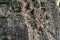 Close-up of bark cork oak tree Quercus suber in Massandra landscape park in Crimea. Rich colorful texture