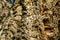 Close-up of bark cork oak tree Quercus suber in Massandra landscape park in Crimea. Rich colorful texture