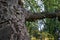 Close-up of bark cork oak tree Quercus suber in Massandra landscape park in Crimea. Rich colorful texture