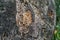 Close-up of bark cork oak tree Quercus suber in Massandra landscape park in Crimea. Rich colorful texture