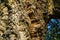 Close-up of bark cork oak tree Quercus suber in Massandra landscape park in Crimea. Rich colorful texture