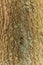 Close up of the bark of the Douglas fir, Pseudotsuga menziesii,