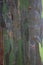 Close up of the bark of a Eucalyptus deglupta, Rainbow Ecualyptus, tree trunk in Maui