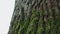 Close-up of bark of old tall tree in forest covered with green moss. Handheld shot of perennial trees in park