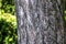 Close-up of the bark of a Pinus nigra tree, family Pinaceae