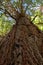 Close-up of the bark of a tree in a dense and verdant forest