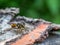 A close-up on the bark of a tree. A kind of fly.