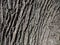 Close-up of bark of a tree in shades of grey and black in bright sunlight. Close-up shot of the texture of a tree