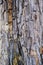 Close up bark of tree trunk called Baywood Tree, Mahogani, beaut