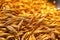 close-up of barley grains used in whisky production