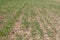 Close up of barley seedlings