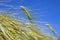 Close-up of barley spike in cereal field