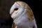 Close up Barn Owl