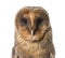 Close-up of a Barn owl ,