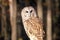 Close-up of Barn Owl, Land Between Lakes, KY