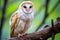 close-up of a barn owl perched on a tree branch