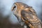 Close up of barn owl in profile showing feathers, beak and eye.