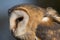 Close up of barn owl in profile showing feathers, beak and eye.