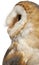 Close up of Barn Owl, Tyto alba, in front of white background
