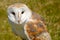 Close up of barn owl, tytonidae
