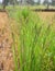 Close up of Barnyard grass or Cockspur or Echinochloa crus-galli