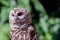 Close up of a Barred owl