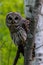 Close up of a Barred Owl Strix varia