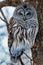 Close up of a Barred Owl Strix varia perched on a tree limb during winter looking for prey.