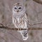 Close up of a Barred Owl Strix varia during winter looking for prey.