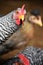 Close up of a barred rock rooster