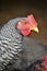 Close up of a barred rock rooster