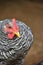 Close up of a barred rock rooster