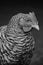 Close up of a barred rock rooster